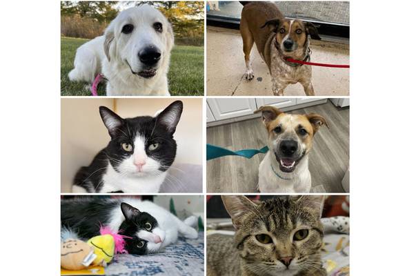 Will County Pets of the Week: April 6, 2026