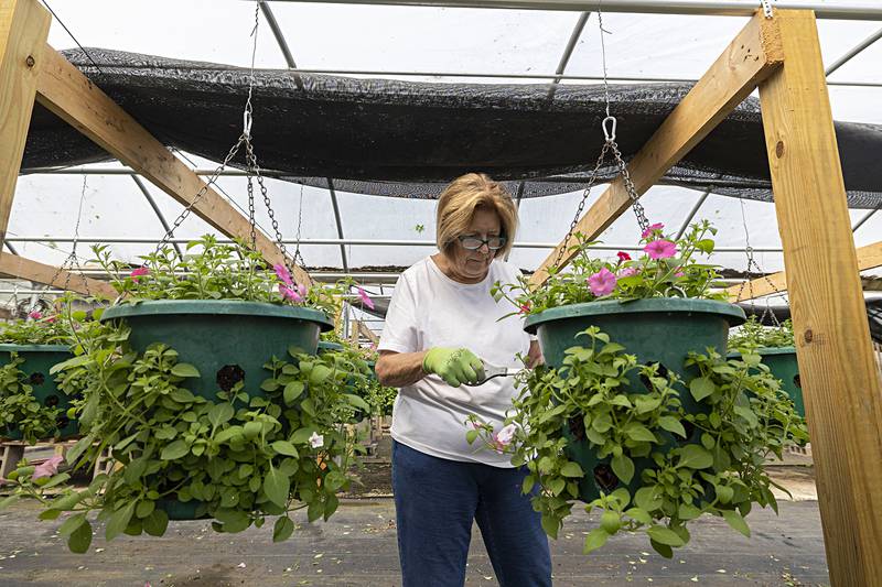 Robin Canode works on pinching petunias Friday, May 10, 2024, at Nichols’ Greenhouse in Dixon. Workers are readying the flowers for their June debut along the streets of Dixon.