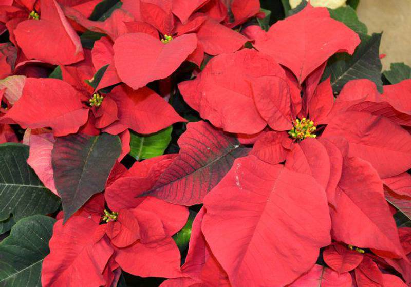 No matter what their color, great care is needed to keep poinsettias in the pink through the holidays. Consumers should know what to look for when browsing poinsettias at the store. Some defects to look for are bare spots along the stem, discoloration, leaf blemishes and wilting.