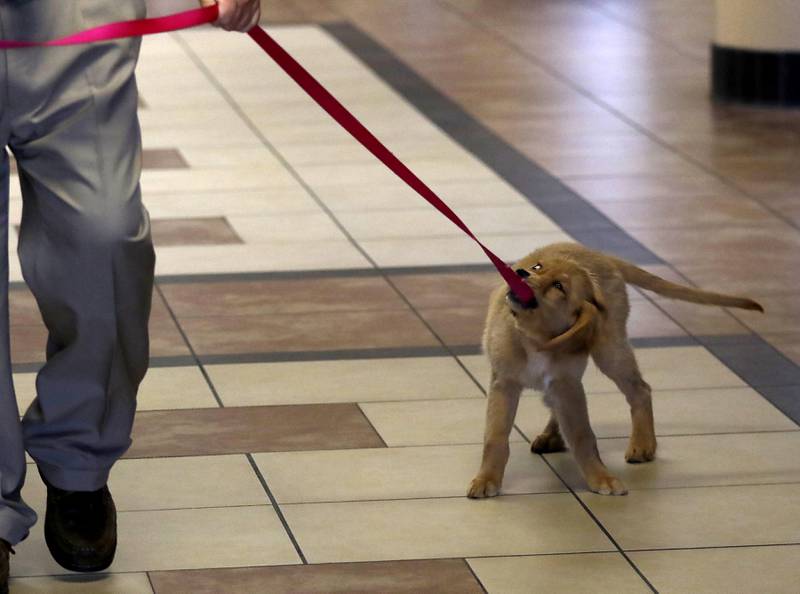 Honey plays with Dan Wallis, the McHenry County Trial Court Administrator, walks he walks the new support and comfort golden retriever around the McHenry County Courthouse on Wednesday, September 11, 2024, in Woodstock. Currently, the puppy is in the socializing stage of her training.