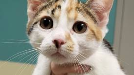 Kitten (and littermate) hope to bring the snuggles to forever family 