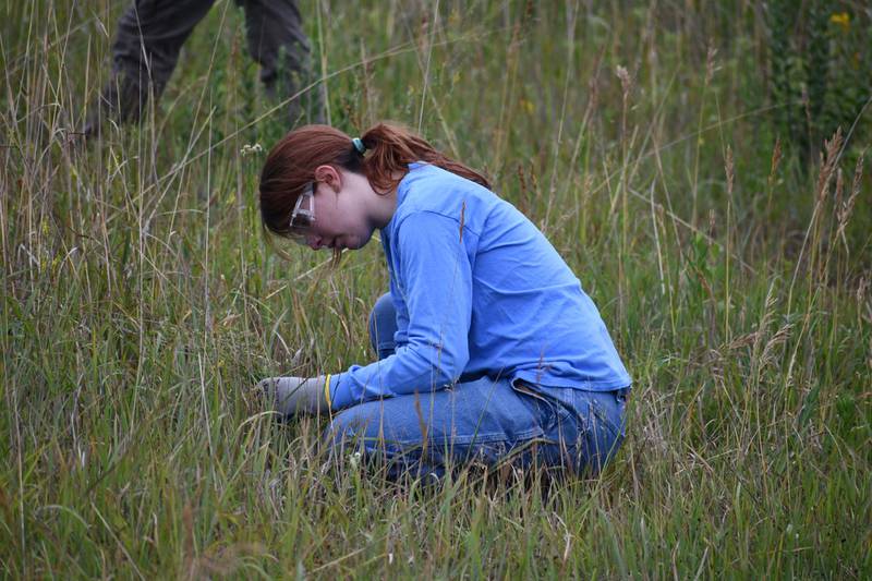 The Forest Preserve District of Will County is seeking participants for its Volunteer Morning program, gathering seeds for future restoration efforts or clearing brush to give native plants room to grow.