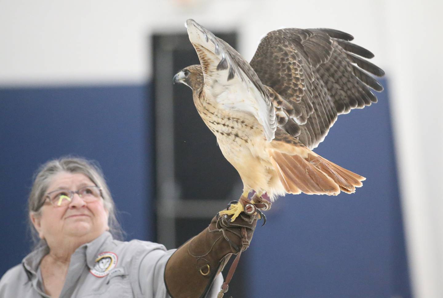 Jane Seitz Illinois Raptor Center executive director, holds a Red tailed halk during a live birds of prey show during Eagle Watch Weekend on Saturday, Jan. 25, 2025 at the Utica Village Hall.