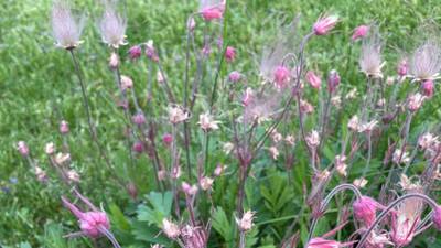 Down the Garden Path: Discover three native groundcovers for dry spaces
