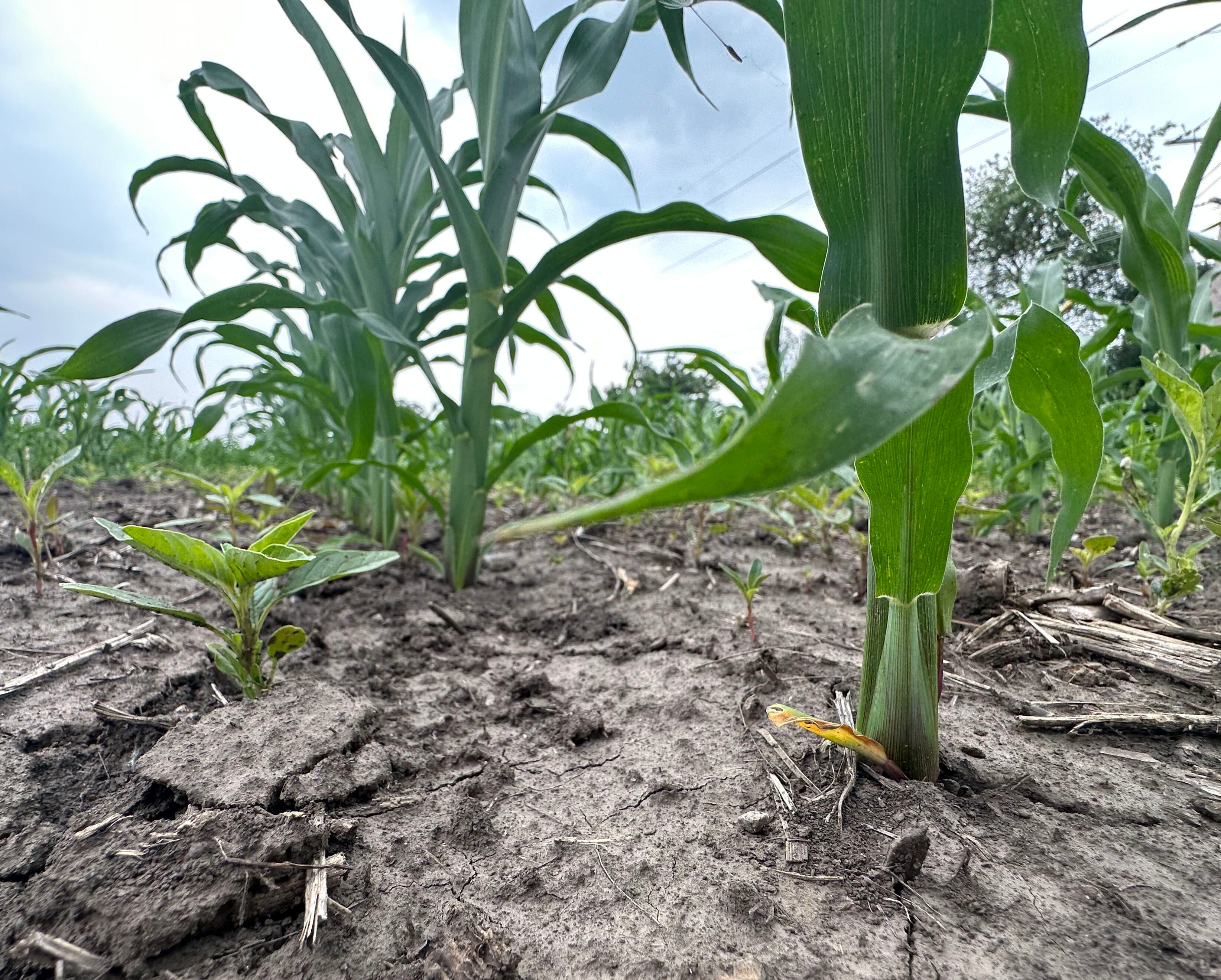 The bottom of a corn stalk is turning yellow and brown in a farm field along North 2803rd Road in Utica. The U.S. Drought Monitor shows the Illinois Valley region in an abnormally dry to moderate drought. 