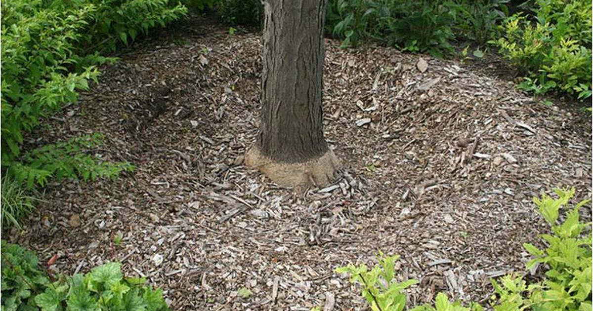 Down the Garden Path: Trees deserve to be mulched the right way