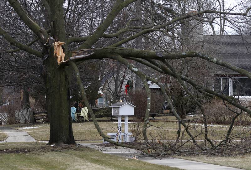 A downed tree branch hangs over the sidewalk near the intersection of Grove Street and Pomeroy Avenue in Crystal Lake on Thursday, Feb. 23, 2023, as county residents recover from a winter storm that knocked down trees and created power outages throughout McHenry County.