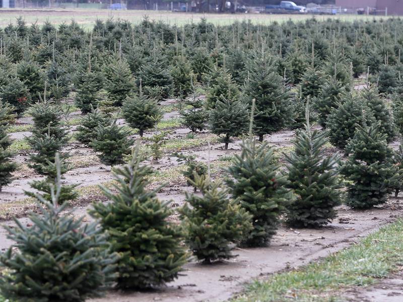 Ottawa to collect Christmas trees at Riordan Pool