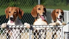 Photos: Beagles rescued by Anderson Humane in South Elgin