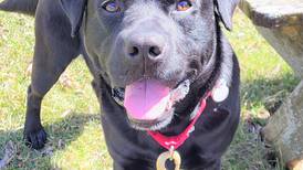 Lab mix seeks foster home first, then adoption