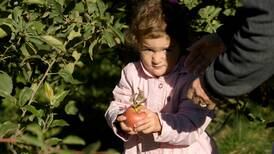 Photos: Plenty to pick as fall ramps up at Jonamac Orchard in Malta