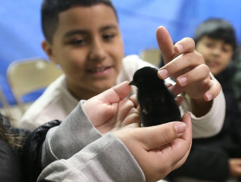 Erick Morales a fourth-grader at DePue School, pets a baby chicken during the 29th annual Ag Fair on Thursday, March 20, 2025 at the Bureau County Fairgrounds in Princeton.