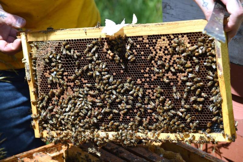 Willie Pilipauskas, owner of Willie's Honey Co. in McHenry, holds a tray of bees at one of his McHenry County hive sites near Richmond.