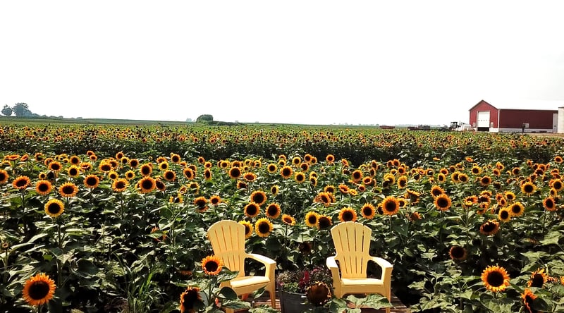 Wiltse's Farm in Maple Park is hosting Sunflower Fest on Thursday, July 21