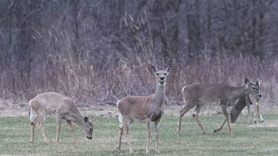 IDNR to offer fishing, hunting licenses and permits at 2024 Illinois Deer Classic in Peoria