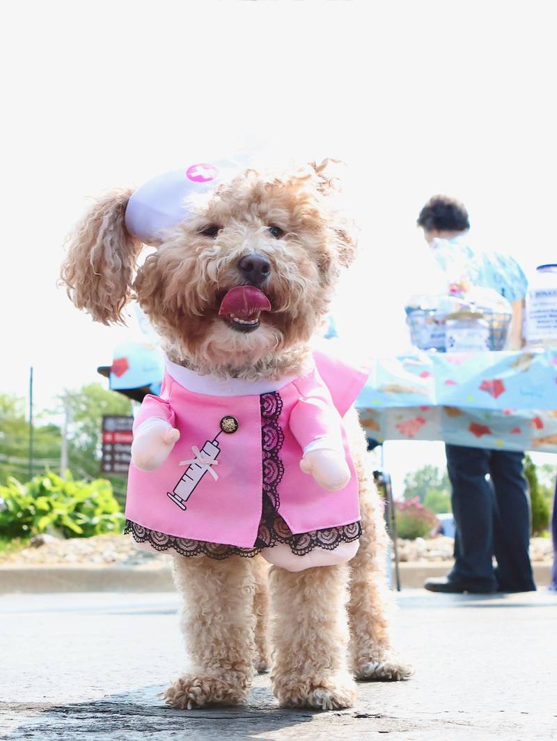 Greenfield Retirement Home in Princeton hosted a Paws on Park Avenue to entertain its residents on Saturday, May 31.