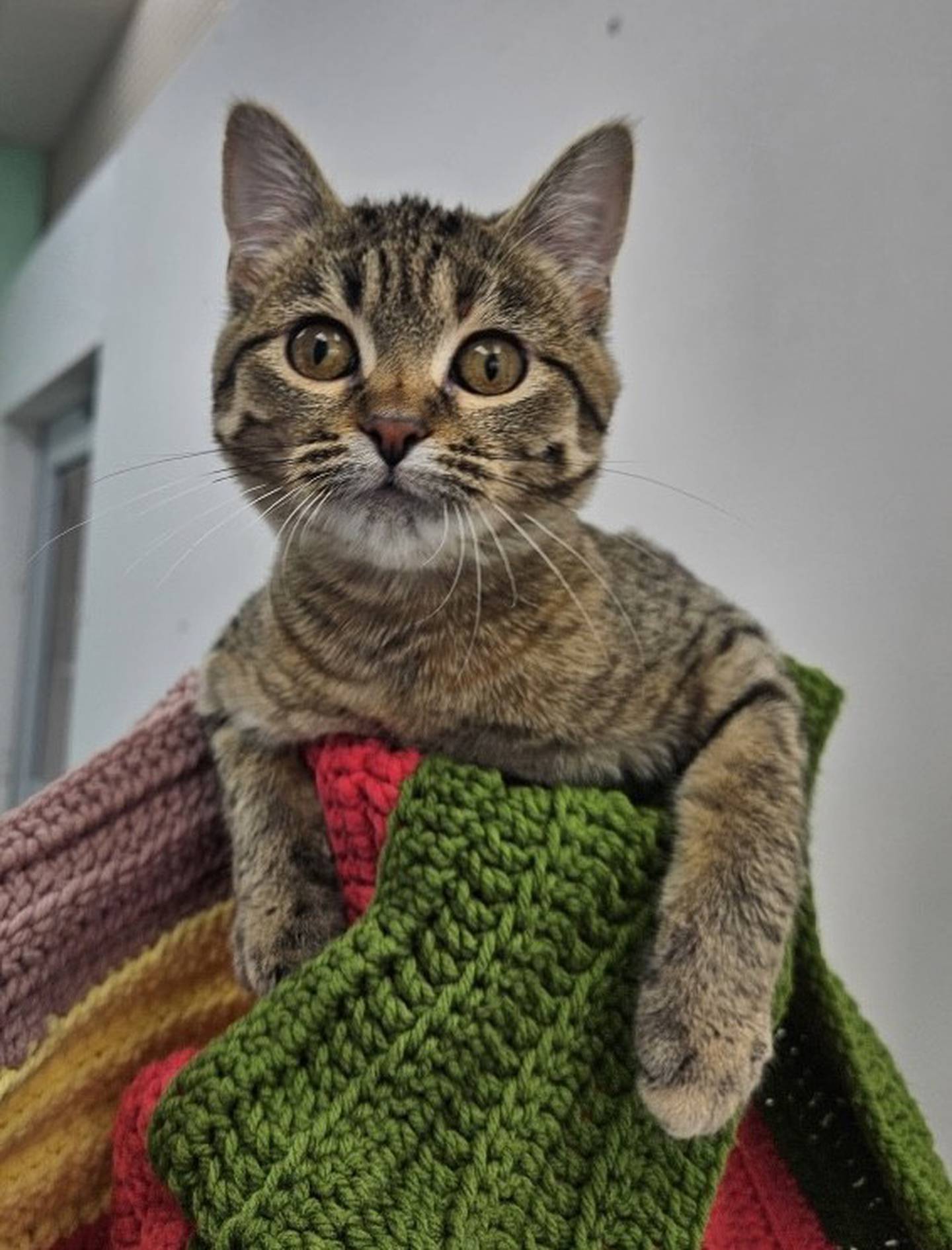 Tabitha is a rambunctious and playful 17-week-old tabby kitten. She loves toys, running around and pets– but she is a bit feisty. To meet Tabitha, visit Will County Humane Society at willcountyhumane.com and follow the instructions for the adoption process.