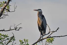 Win prizes in the Will County forest district’s best bird photos contest