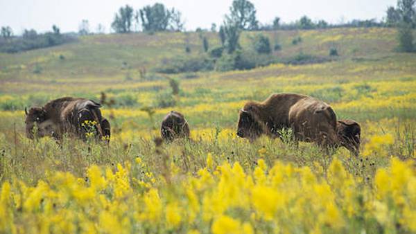 The Nature Conservancy receives IDNR Natural Area Stewardship grant for Nachusa Grasslands