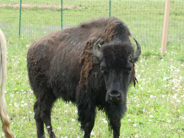 Scott Comstock, owner of Milk & Honey Farmstead, has been taking care of "Twinkletoes" on the farm, but believes their sister bison, who escaped en route and was roaming Lake and McHenry counties for 8 months until their capture earlier this week, on May 25, 2022, should be placed somewhere where they can roam free.