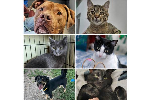 Will County Pets of the Week: Feb. 23, 2026 