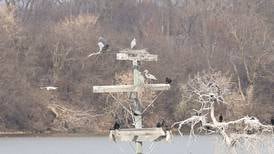 View herons and other migratory birds at Lake Renwick in Plainfield