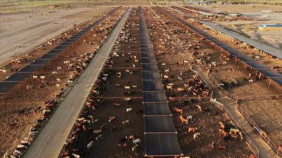 Ag groups react to beef import proposal