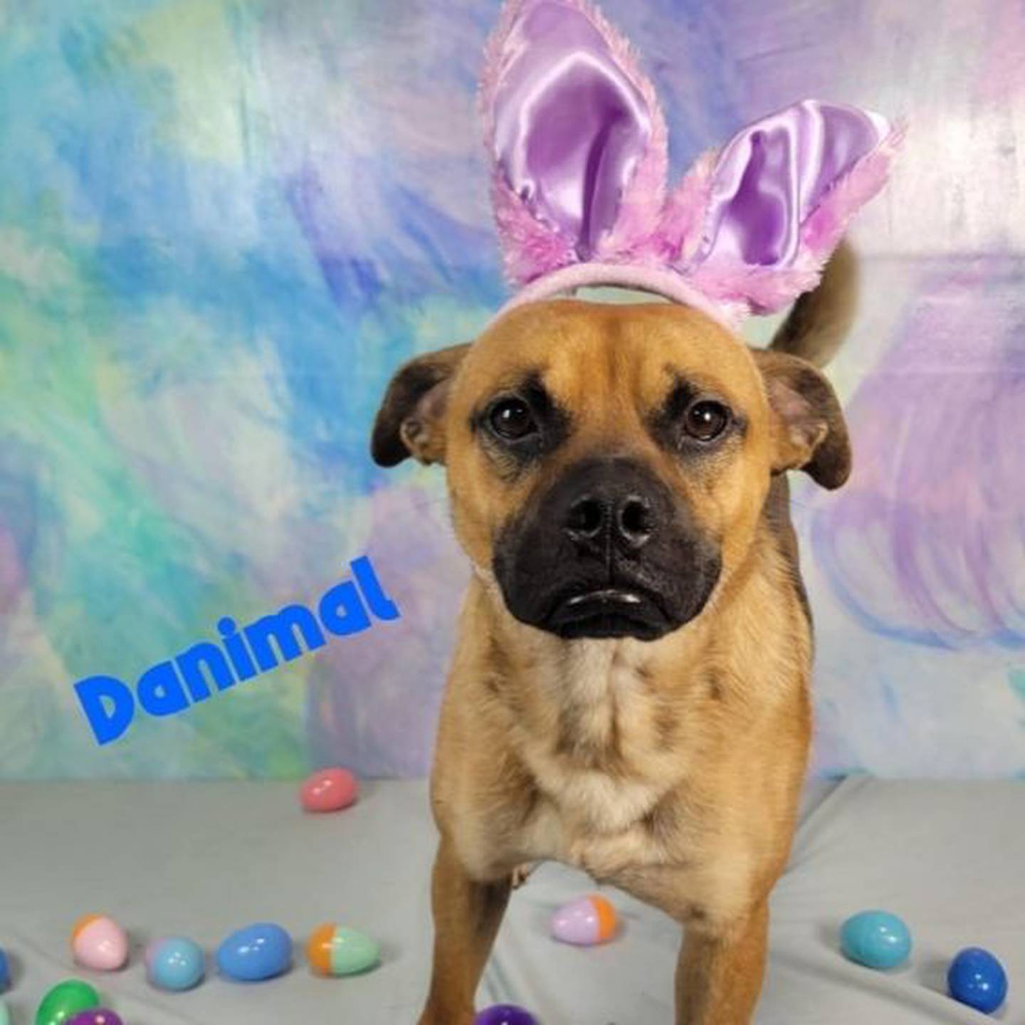 Danimal is 3 years old, sweet and playful. He loves to cuddle with humans and get lots of pets. To meet Danimal, contact Hopeful Tails Animal Rescue at hopefultailsadoptions@outlook.com. Visit hopefultailsanimalrescue.org.