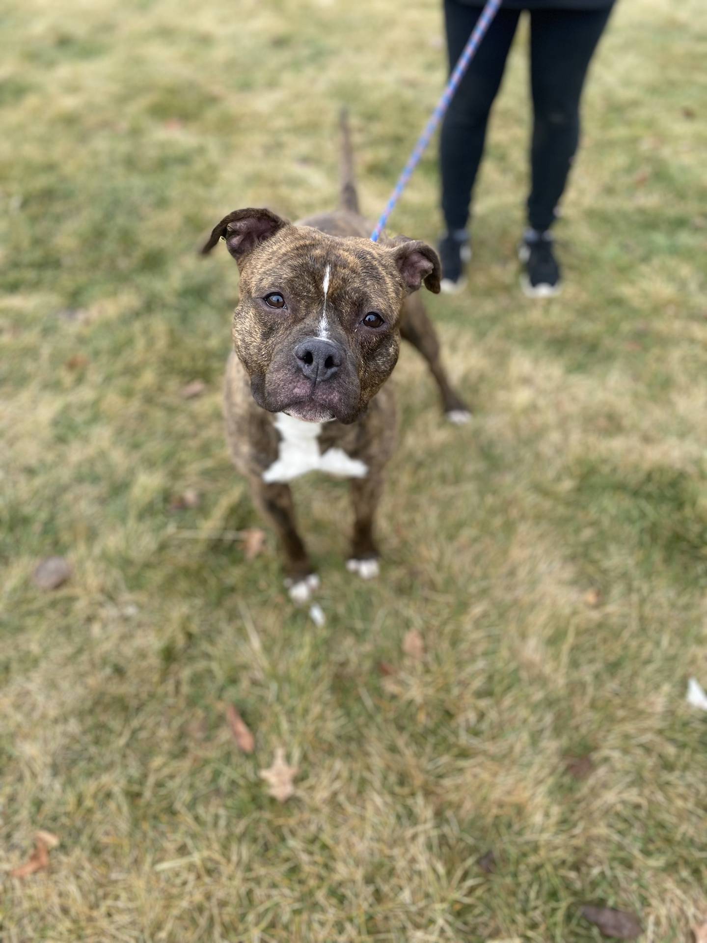 Barry is an 18-month-old terrier mix who was abandoned in a parking lot.  He's a bit shy about meeting new people, but he warms up quickly.  He likes long walks when it's not too cold.  He also likes belly rubs and butt scratches.  He is potty trained and seems to like other dogs.  To meet Barry, email Dogadoption@nawsus.org.  Visit nawsus.org.