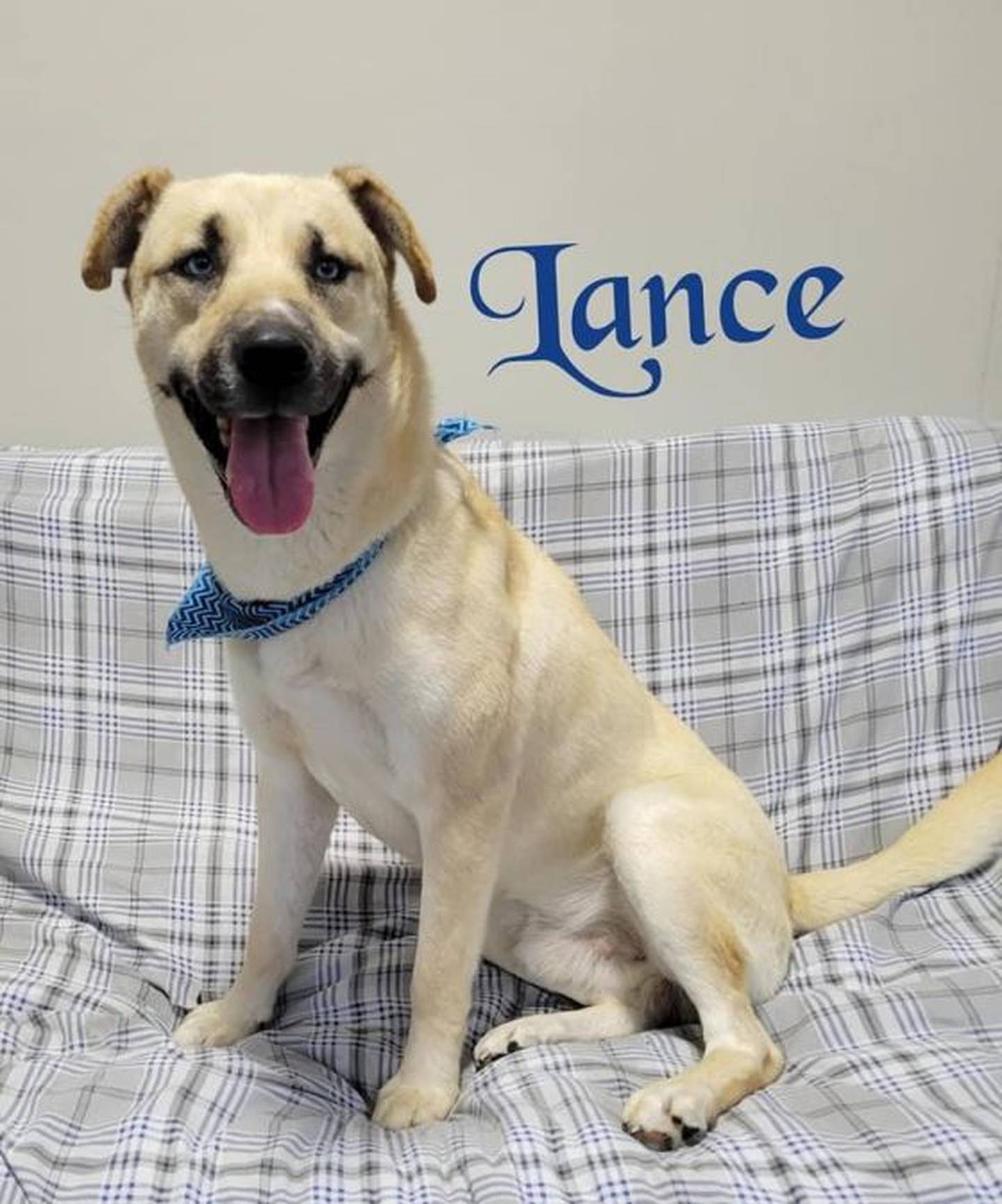 Lance is a 1-year-old shepherd mix and weighs less than 50 pounds. Lance loves people and loves to cuddle. He will snuggle all day if you let him. To meet Lance, contact Hopeful Tails Animal Rescue at hopefultailsadoptions@outlook.com. Visit hopefultailsanimalrescue.org.