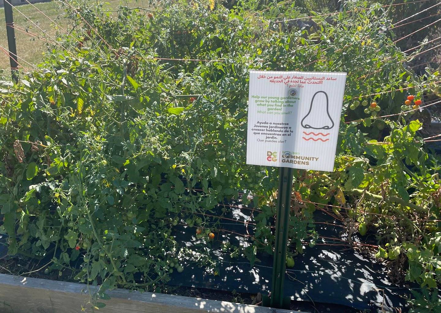 A 2020 Promise Grant to the DeKalb County Community Gardens, used to educate local youth about gardens by using their senses.
