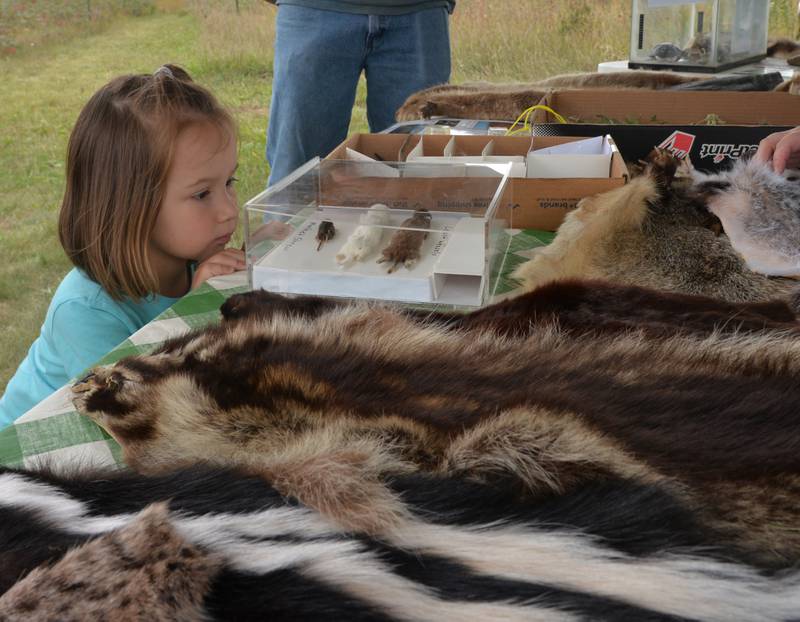 Gwen Kruis, 3, of Wauconda, takes a close look at some of the prairie animals when she visited the Discovery Tent with her mom, Noreen, dad Mark, and brother Warren at the Nachusa Grassland's Autumn on the Prairie on Saturday, Sept. 16, 2023.