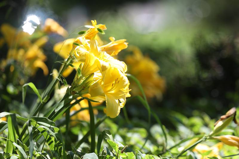 Children’s Garden in Elwood features hundreds of variety of plants. The Children’s Garden in Elwood recently celebrated their 25th anniversary. Saturday, July 9, 2022 in Elwood.