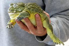 Starved Rock hosts live reptile and amphibian program for families