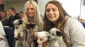 Need a best friend? Kendall County Animal Control has another litter of pups up for adoption