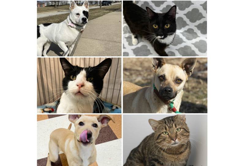 The Herald-News presents this week’s Pets of the Week. Read the description of each pet to find out about that pet, including where he or she can be adopted.