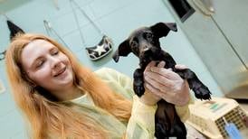 Photos: Kane County humane group takes in pets displaced by Texas floods