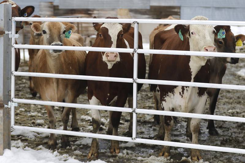 Cows on the Bull Valley Farm on Friday, March 10, 2023. The farm recently started bottling their own milk under the Cow Valley Creamery label.
