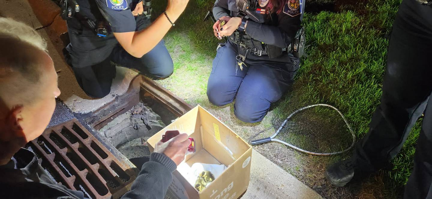 Geneva police officers rescued five baby ducks that fell into a stormsewer grate late Thursday, May 8. Officers Kaley Smith (left), Erica Bolger and Megan Solner. With his back to the camera is Russ Roschman, who heard the mama mallard duck quacking and the babies cheeping, and called police.