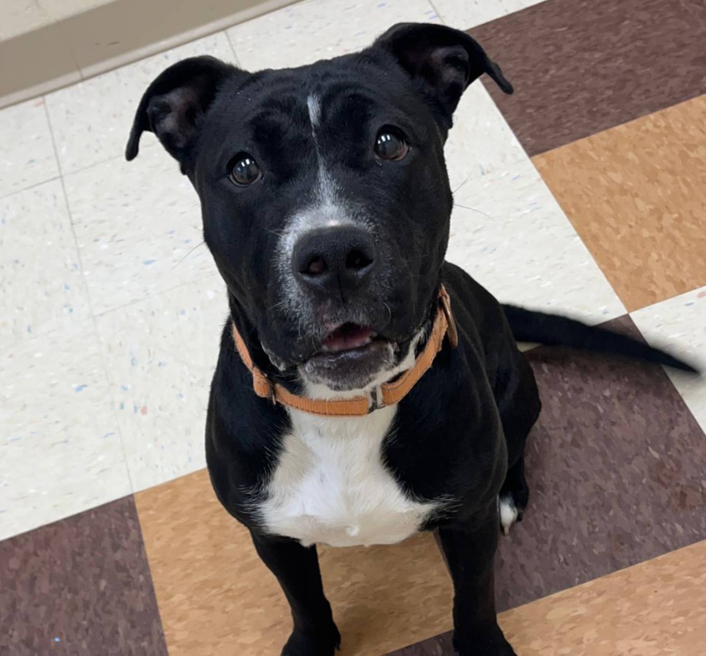 Mariah is a 9-month-old pittie. She does well with other dogs and will share her toys as long as they want to play, play, play. Mariah will bring joy, laughter, and pittie snuggles to any home. To meet Mariah, call Joliet Township Animal Control at 815-725-0333.
