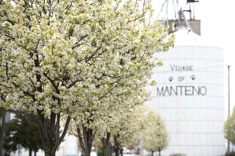 Dozens of trees along Main Street in Manteno reach full bloom in April 2021.
