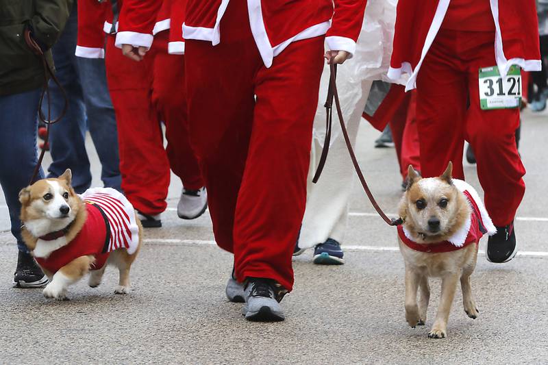 Cora and Reno run along side Bill St. Clair during the 5K race of the McHenry County Santa Run For Kids on Sunday morning, Dec. 3, 2023, in Downtown Crystal Lake. The annual event raises money for agencies in our county who work with children in need.