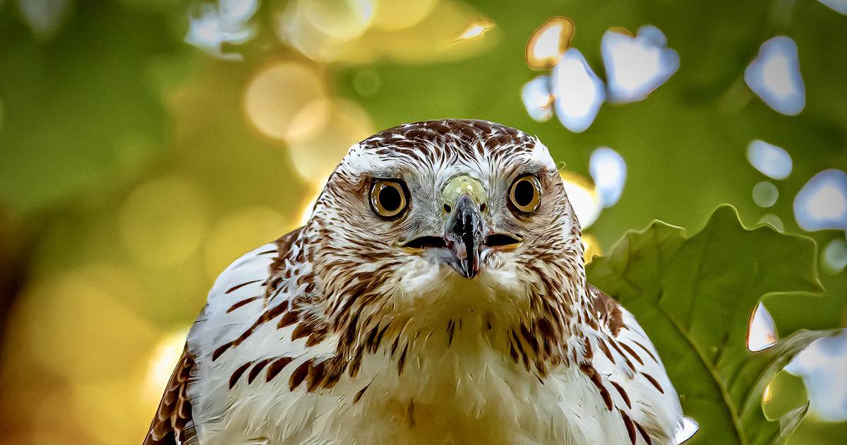 Capture Will County’s wild side in forest district’s photo contest