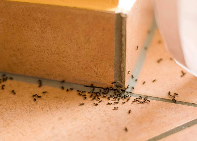 Merry Maids of Sycamore - Natural Ways to Get Rid of Ants