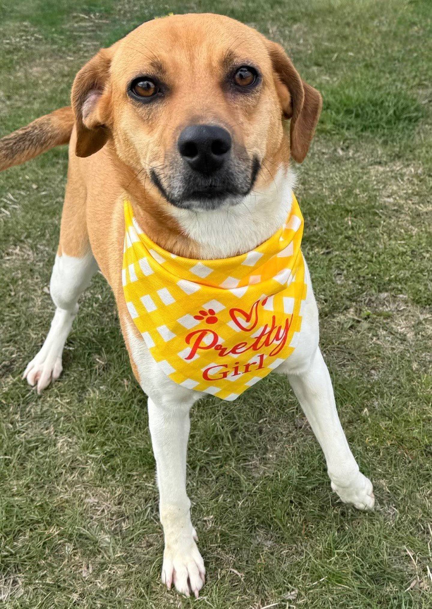Alice is a 1-year-old, 30 pound beagle mix. She is playful and cuddly and enjoys meeting new people. She loves other dogs and even likes playing with cats. Alice does well with children and will make the perfect family dog. Although Alice is heartworm-positive, NAWS will cover the cost of treatment; she just needs a family to love and care for her. To meet Alice, email dogadoption@nawsus.org. Visit nawsus.org.