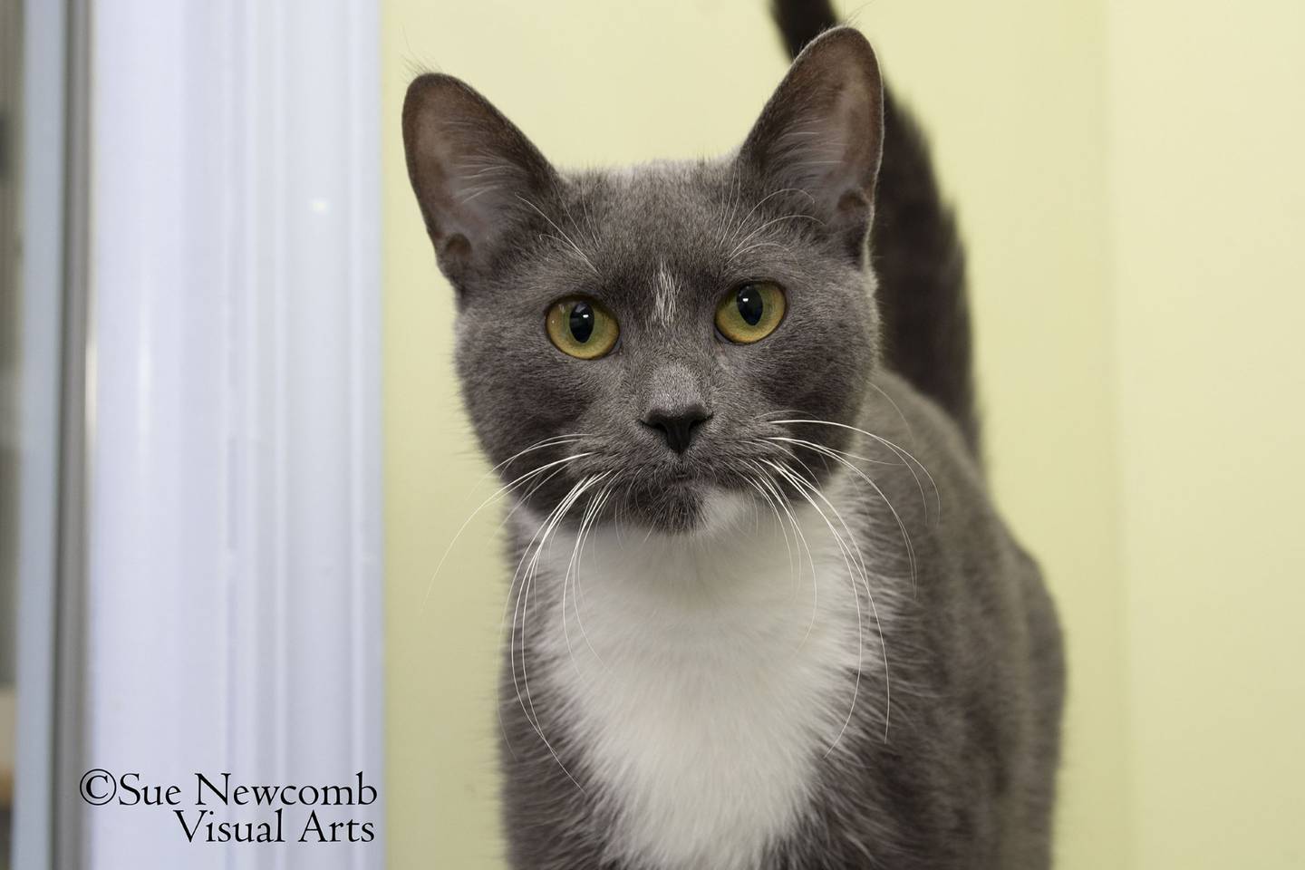 Isabel is a young sweet domestic shorthaired mixed cat who came to the shelter from local animal control. Contact the Will County Humane Society at willcountyhumane.com and follow the instructions for the adoption process.