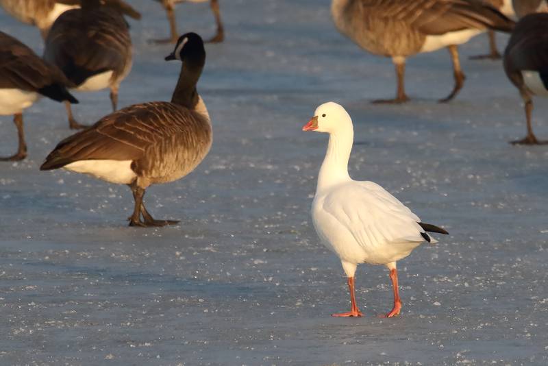 Smaller than most geese, the Ross’s goose is an unusual sighting in Kane County.