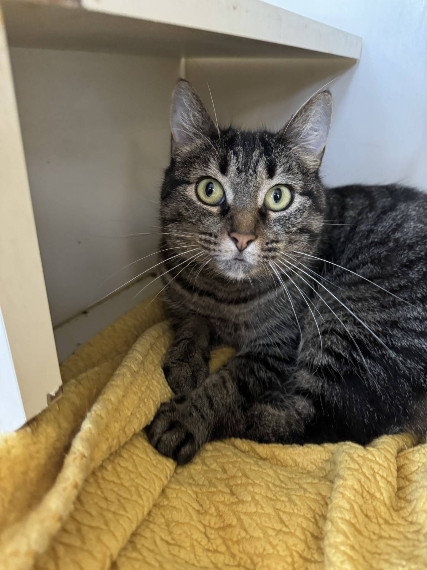 Martha May is a quiet and calm 2-year-old female brown tabby that’s potential adopters have overlooked for a long time. Although a bit timid in new environments, Martha May warms up quickly and shows her gentle and sweet personality. She enjoys pets and attention, looking out the window and cuddling in soft blankets. She does well with other cats. She will make a low-maintenance, easy-going companion kitty and couch buddy. To meet Martha May, email Catadoptions@nawsus.org. Visit nawsus.org.