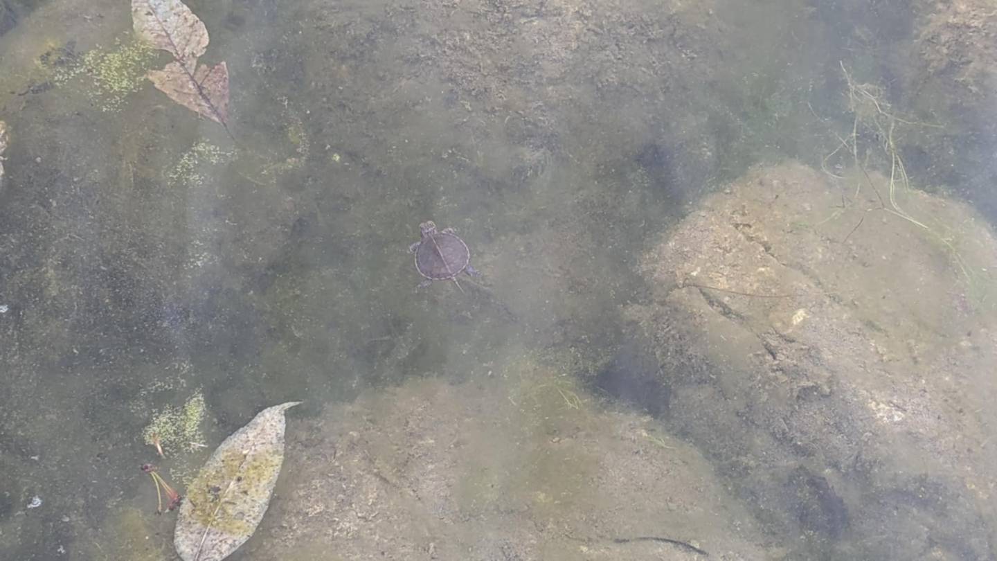 The formerly dried-out turtle swims away to its new life on Friday, April 18, 2025, in Joliet, thanks to guidance from Spizzirri Reptile Rescue & Rehabilitation in Momence.
