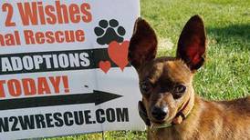Plainfield’s Wags 2 Wishes Animal Rescue must relocate